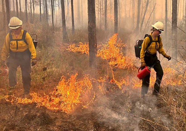Two wildland firefighters wearing protective gear managing a fire in the woods.